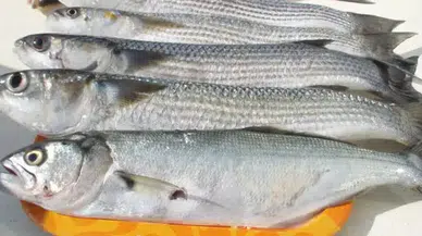 Çiğ Balık Bozulmasın Diye Ne Yapmalı? Uzmanlardan Şaşırtan Tavsiye