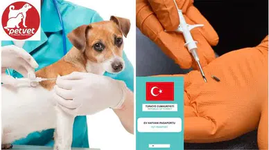 Evcil hayvanı olanlar dikkat! Son tarih 31 Aralık