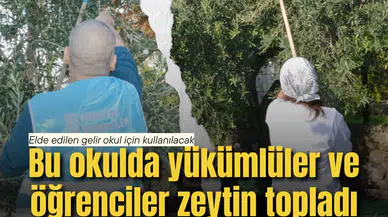 Bu okulda yükümlüler ve öğrenciler zeytin topladı