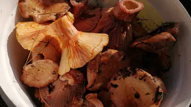 Bulduğunuz her mantara güvenmeyin