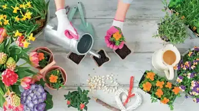 Doğanın Gücü Evinizde! Bu 5 Bitkiyle Negatif Enerjiye Elveda Deyin