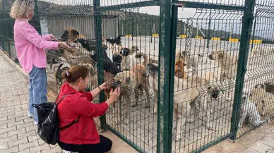 Sokak hayvanları için modern doğal yaşam alanı hayata geçirildi