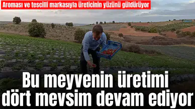 Bu meyvenin üretimi dört mevsim devam ediyor