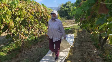 Hasat sonu bağ örtüleri toplanmaya başladı