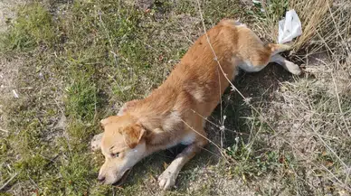 Yol kenarında çok sayıda köpek ölüsü bulundu
