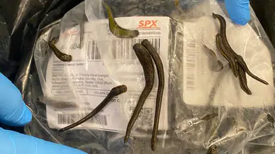 Yurtdışına sülük kaçırırken yakalandılar