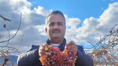 Manisa'da yetişen bu üzüm bir başka