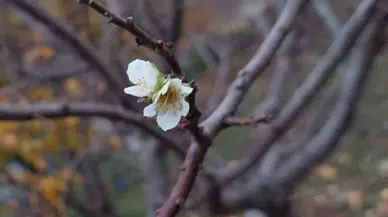 İnatçı erik zemheri soğuğunda çiçek açtı