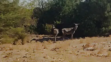 Spil Dağı'nda umut veren görüntü: Kızıl geyikler yeniden göründü