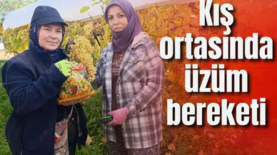 Kış ortasında üzüm bereketi
