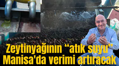 Zeytinyağının “atık suyu”  Manisa'da verimi artıracak
