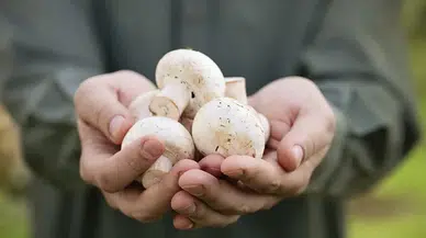 Mantarın Bozulduğu Nasıl Anlaşılır? İşte Tazeliğini Anlamanın 6 Etkili Yolu