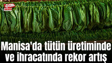 Manisa'da tütün üretiminde rekor artış