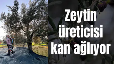 Zeytin üreticisi kan ağlıyor