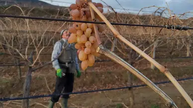 Çiftçiler bir yandan budak yapıyor bir yandan üzüm yiyor