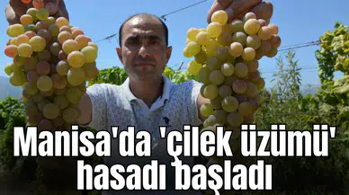 Manisa'da 'çilek uzümü' hasadı başladı