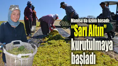 Manisa’da sarı altın hasadı başladı: İlk üzümler sergiye bırakıldı