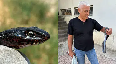 Tuvaletten yılan çıktı!