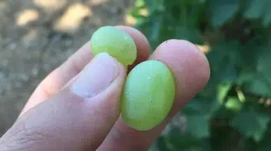 Salkım güvesi için ilaçlamalar başladı