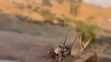 Dev etçil çekirge görenleri şok etti