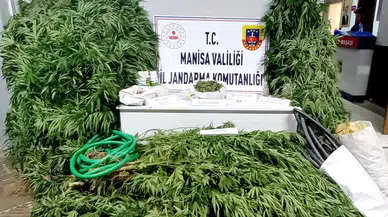 Manisa'da 12 bin kök kenevir bitkisi ele geçirildi