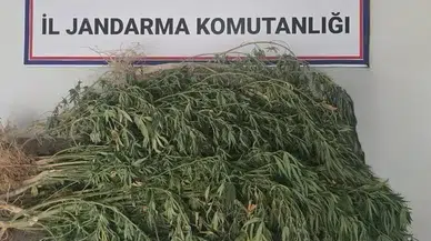 Jandarma 145 kök kenevir ele geçirdi