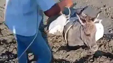 Çamura saplanan eşek kurtarıldı