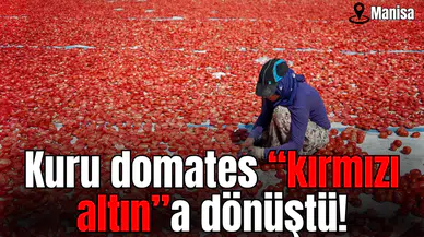Kuru domates “kırmızı altın”a dönüştü!