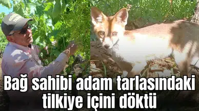 Bağ sahibi adam tarlasındaki tilkiye içini döktü