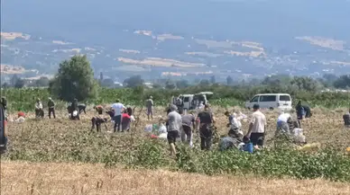 Bedava patetesi duyan tarlaya koştu