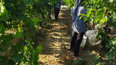 Manisa'da üzüm hasadı başladı