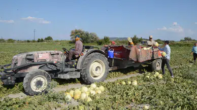 Tescilli Kırkağaç kavununun hasadı başladı