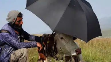 Çaresizliğin fotoğrafı