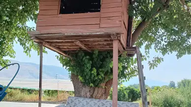 Gece kondu değil ağaç kondu!