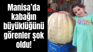 Çocuk büyüklüğündeki kabak görenleri şok etti!