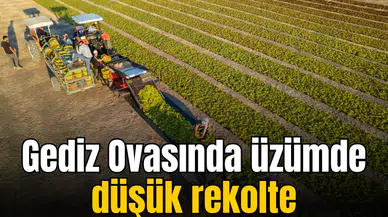 Manisa'da üzüm hasadında rekoltede büyük kayıp