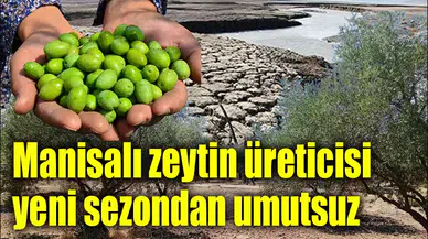 Zeytin tarlasında alarm!