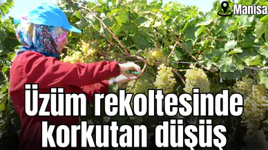 Saruhanlı’da üzüm rekoltesine büyük düşüş bekleniyor