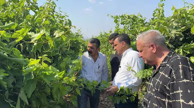 Manisa'da üzümcüler dert yandı