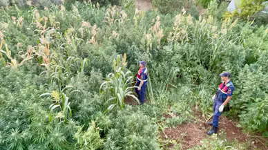 Mısır tarlasından bakın ne çıktı