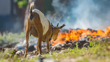 VETERİNER HEKİMLERDEN YANGINLARDA SOSYAL SORUMLULUK