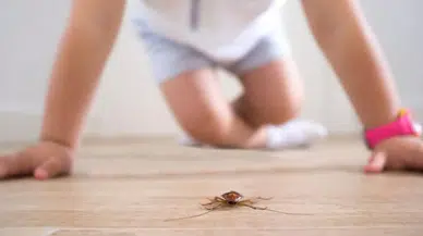 Doğal Böcek Kovucu: Böcekler Bir Daha Size Uğramayacak!