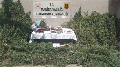 Jandarmadan yasa dışı kenevir operasyonu