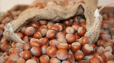 20 Ağustos 2025 Güncel Fındık Fiyatları: Giresun ve Diğer İlçelerde Fındık Kaç TL?