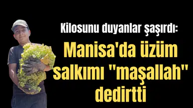 Kilosunu duyanlar şaşırdı: Manisa'da üzüm salkımı "maşallah" dedirtti