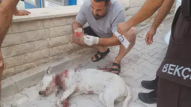 Köpeği öldüren o cani tutuklandı