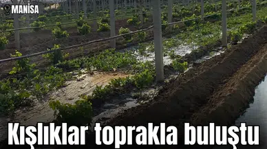 Manisa'da kışlıklar toprakla buluştu