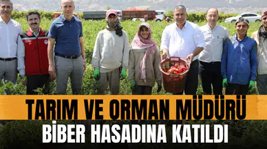 Tarım ve Orman Müdürü biber hasadına katıldı