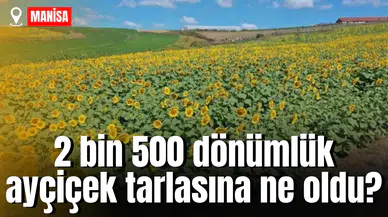2 bin 500 dönümlük ayçiçek tarlasına ne oldu?