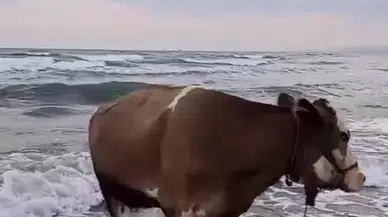 İneğin deniz sefası görenleri tebesüm ettirdi